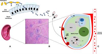 Role of IgM Memory B Cells and Spleen Function in COVID-19